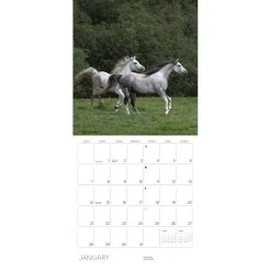 Equus 2024 Wall Calendar -Calendars Sales Store 6fb8cb10 6ae5 4298 b61c 466e1223b5a8