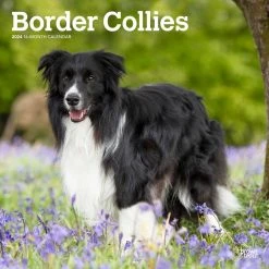 Border Collies 2024 Wall Calendar