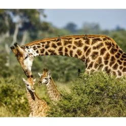 Giraffes WWF 2024 Wall Calendar -Calendars Sales Store 705773d5 8ef9 4f70 81e5 5c7b6bdf4154