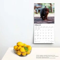 Chocolate Lab Retriever Puppies 2024 Wall Calendar -Calendars Sales Store 70f8c2e4 8b61 4a08 b51b ac2f3f36feb1