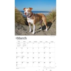 Pit Bull Terriers Deluxe 2024 Wall Calendar 12 Pit Bull Terriers Deluxe 2024 Wall Calendar -Calendars Sales Store 70fcbb7c 893c 4b7b b1e7 c732bee64aed