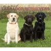 Lab Retriever Deluxe 2024 Wall Calendar -Calendars Sales Store 71c3c53f 25df 4144 82dc f7a5ec60827a