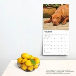 Vizslas 2024 Wall Calendar -Calendars Sales Store 720fe95a 0877 476c ac76 781e693a2b43