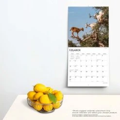 Goats In Trees 2024 Wall Calendar -Calendars Sales Store 741d297e e35a 40c9 9c64 e946810ccab8