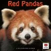 Red Pandas 2024 Wall Calendar -Calendars Sales Store 754f9484 7784 4b62 a9e4 e78d08837d9c