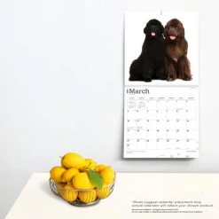 Newfoundlands 2024 Wall Calendar -Calendars Sales Store 7554a429 aec5 42a6 9f83 cc1fbbc5e888
