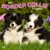 Border Collie Puppies 2024 Wall Calendar -Calendars Sales Store 770a9832 6d2b 469c bc86 f98596448378