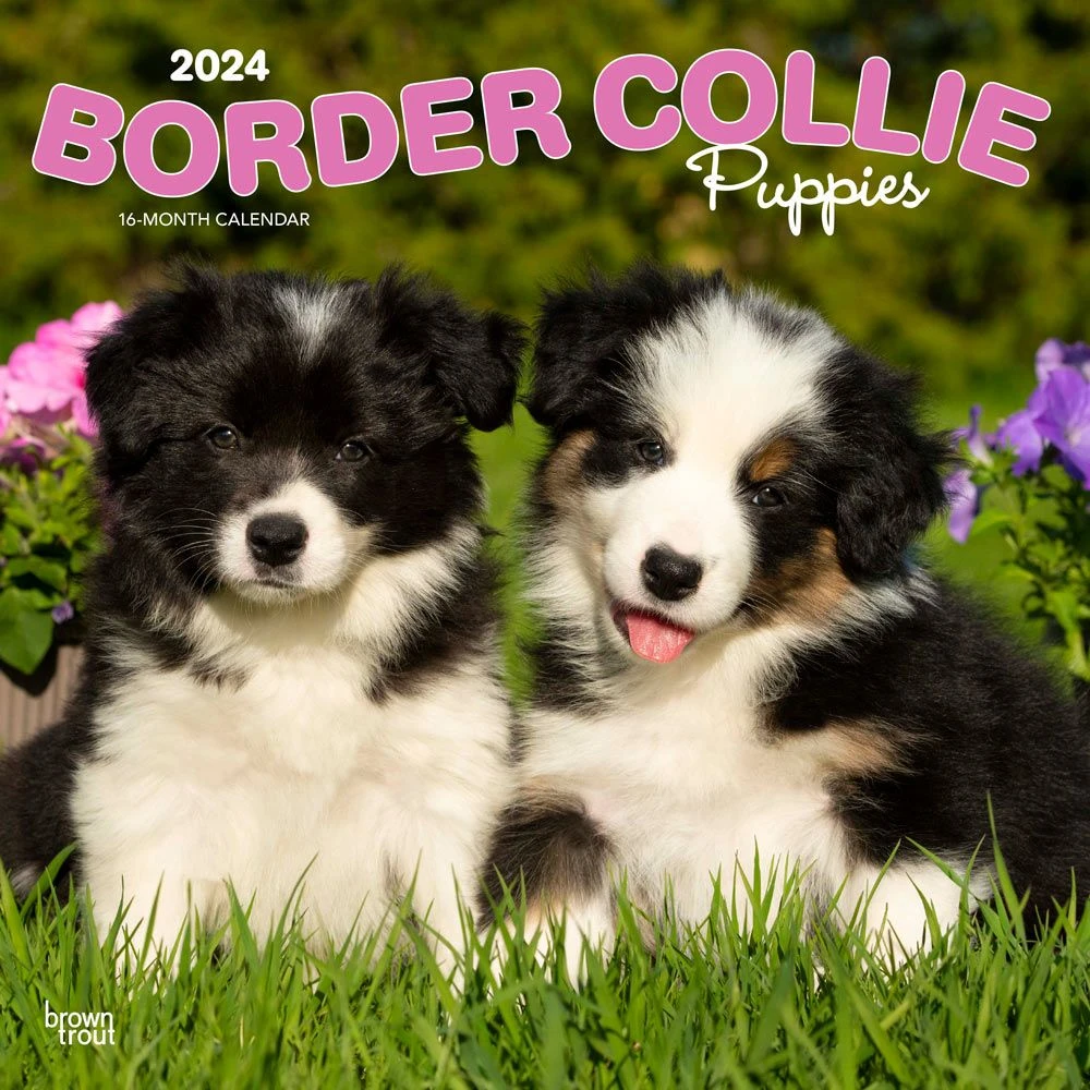 Border Collie Puppies 2024 Wall Calendar 3 Border Collie Puppies 2024 Wall Calendar
