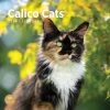 Calico Cats 2024 Wall Calendar -Calendars Sales Store 772a81a5 e85f 4866 89ba 718fb01ceb4b