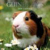 Guinea Pigs 2024 Wall Calendar -Calendars Sales Store 7775f24a f18e 4ec0 b3b3 c1b9267f294d