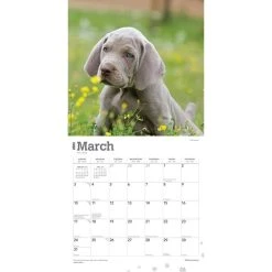 Weimaraners 2024 Wall Calendar -Calendars Sales Store 77ee094f 2388 48d4 81cb 42d4d087067c