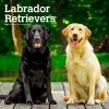 Labrador Retriever 2024 Wall Calendar -Calendars Sales Store 77f539be a075 46e6 a5a9 94815f76e14a