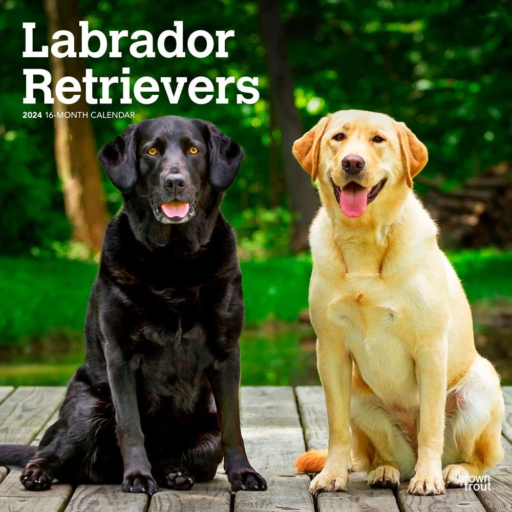Labrador Retriever 2024 Wall Calendar 3 Labrador Retriever 2024 Wall Calendar