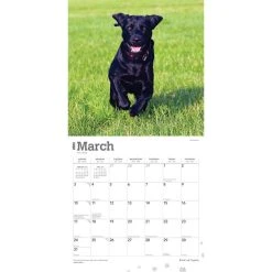 Black Lab Retriever Puppies 2024 Wall Calendar -Calendars Sales Store 78080af8 6d0e 49cd ab80 1562c6d96f85