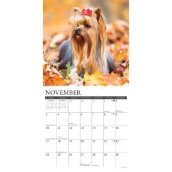 Just Yorkies 2024 Wall Calendar -Calendars Sales Store 789eb4aa f104 4cf7 bfc2 30f00f7ff375