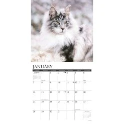 Just Maine Coon Cats 2024 Wall Calendar -Calendars Sales Store 7906a04d cdde 4c7a 8476 a34b082f990d