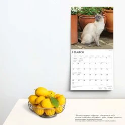Cats Siamese 2024 Wall Calendar -Calendars Sales Store 79913628 3bd4 4daf 8305 4cff6938e3a2