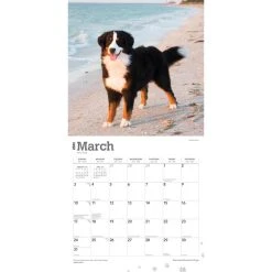 Bernese Mountain Dogs 2024 Wall Calendar -Calendars Sales Store 7a85be7a a365 4416 bd6e 1aa743d9807c