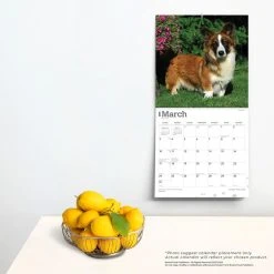 Welsh Corgis Cardigan 2024 Wall Calendar 13 Welsh Corgis Cardigan 2024 Wall Calendar -Calendars Sales Store 7c126425 f975 48ea a680 46721c4fd0fa