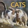 Cats Photo 2024 Wall Calendar -Calendars Sales Store 7d9797f4 df05 4d17 86d9 4477b543d635