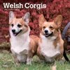 Welsh Corgis 2024 Wall Calendar -Calendars Sales Store 7da5c62b a656 4b47 8ce0 03ae364c00e7