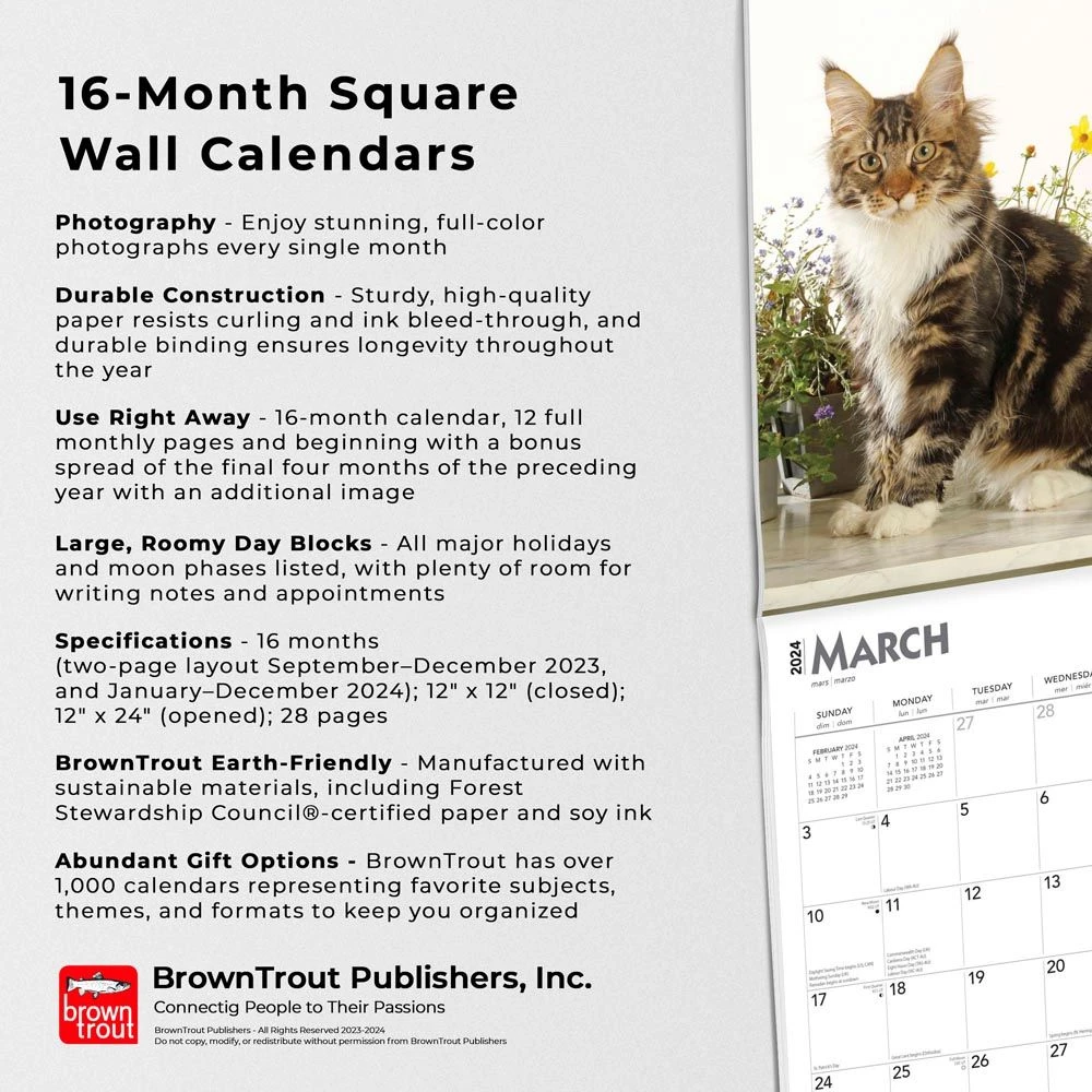 Maine Coon Cats 2024 Wall Calendar 7 Maine Coon Cats 2024 Wall Calendar - Image 5