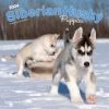 Siberian Husky Puppies 2024 Wall Calendar -Calendars Sales Store 7eed1894 be39 4810 be34 5739c8d66f61