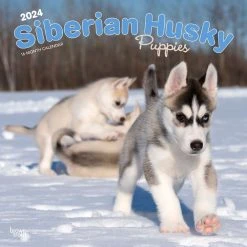 Siberian Husky Puppies 2024 Wall Calendar