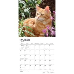 Ginger Cats 2024 Wall Calendar -Calendars Sales Store 7f25be02 24a1 4d46 b4e0 afe0fbc8f877