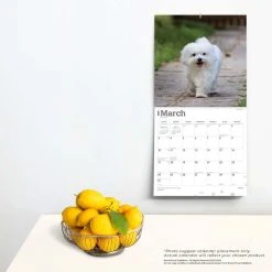 Maltese 2024 Wall Calendar -Calendars Sales Store 7fa3fd9e 5963 4385 bd92 16cd78e6fe62