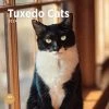 Tuxedo Cats 2024 Wall Calendar 2 Tuxedo Cats 2024 Wall Calendar -Calendars Sales Store 80e5c144 40be 4da1 affa 64a4c3e765d8