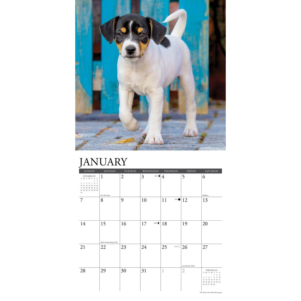 Jack Russell Puppies 2024 Wall Calendar 5 Jack Russell Puppies 2024 Wall Calendar - Image 3