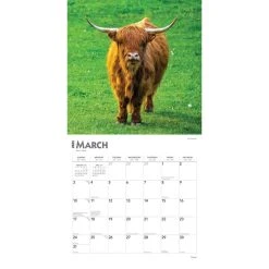 Cows 2024 Wall Calendar 12 Cows 2024 Wall Calendar -Calendars Sales Store 82c4066f 6b91 48e7 b188 bdb12e877a3b