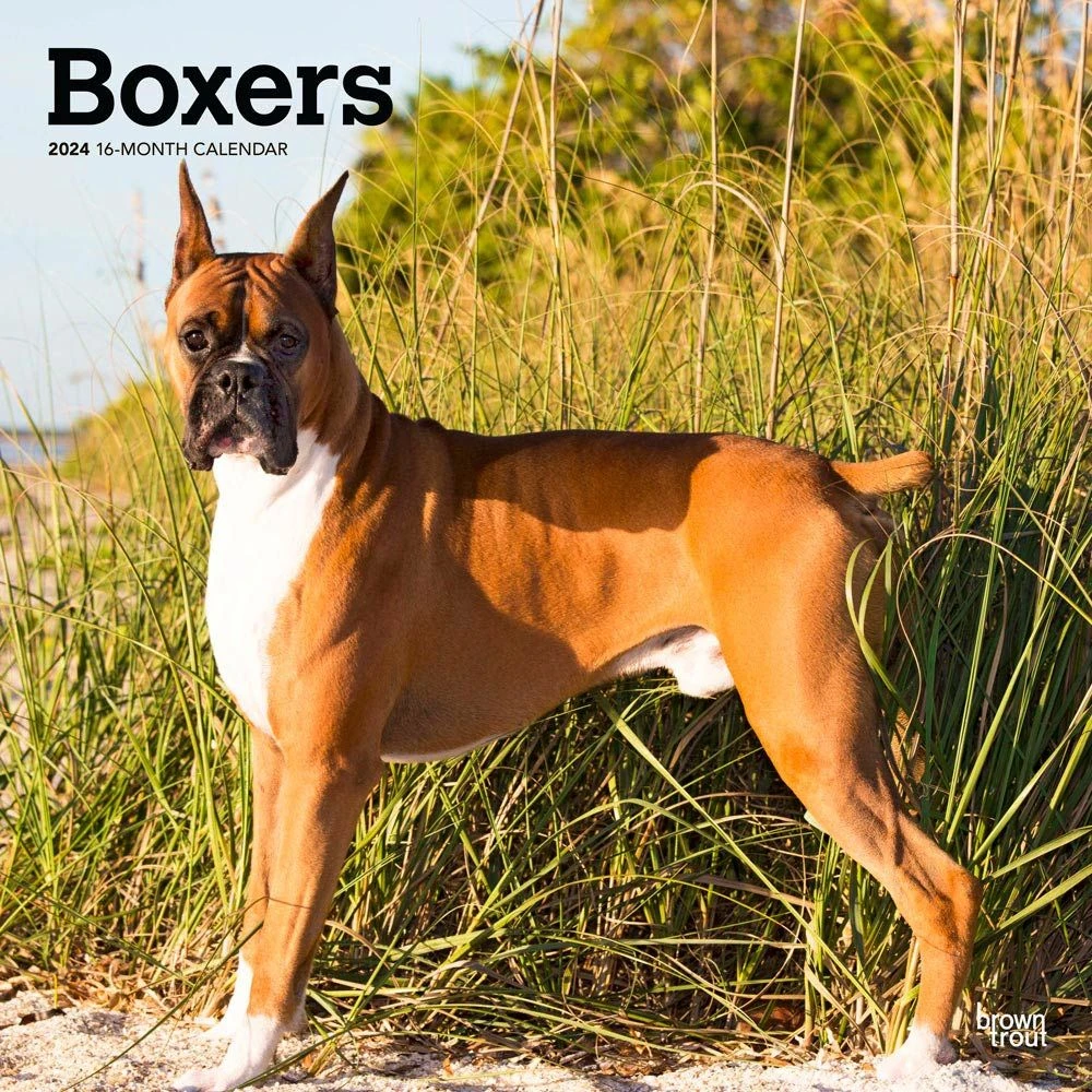 Boxers 2024 Wall Calendar 3 Boxers 2024 Wall Calendar