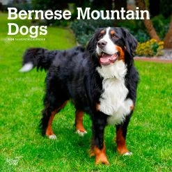Bernese Mountain Dogs 2024 Wall Calendar