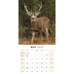 Trophy Bucks 2024 Wall Calendar -Calendars Sales Store 86ad54a9 59af 4b58 a887 b011def812b8