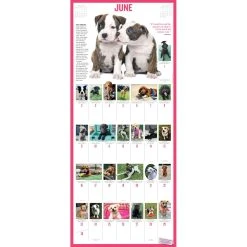 Puppies 365 Days 2024 Wall Calendar -Calendars Sales Store 86bc10bc 54d9 4a4d 9180 60f85b8810b9
