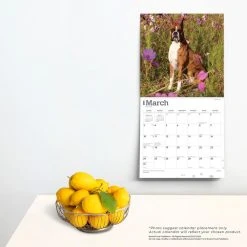 Boxers 2024 Wall Calendar 13 Boxers 2024 Wall Calendar -Calendars Sales Store 87b13525 23f5 483f afdd 49f7757c7d35