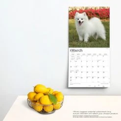 American Eskimo Dogs 2024 Wall Calendar 13 American Eskimo Dogs 2024 Wall Calendar -Calendars Sales Store 87f259e4 4870 4858 8302 4e503fff6acd