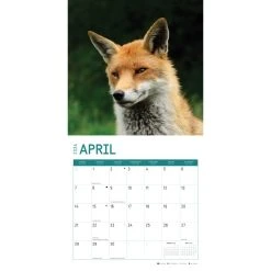 Foxes 2024 Wall Calendar 13 Foxes 2024 Wall Calendar -Calendars Sales Store 88372263 e354 4550 a1d8 a7d8cbf023ff
