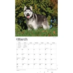 Siberian Huskies Deluxe 2024 Wall Calendar -Calendars Sales Store 8891a1d4 a1e9 4146 b63f 2af604395e15