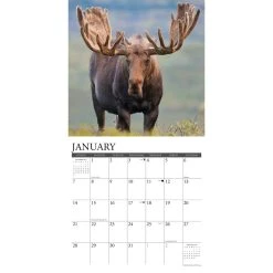 Just Moose 2024 Wall Calendar 9 Just Moose 2024 Wall Calendar -Calendars Sales Store 89d1eba5 e538 4aef 987e 02960f21f40d