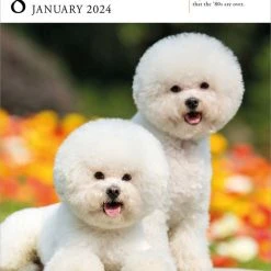 Dog Gallery 2024 Desk Calendar Refill Pack -Calendars Sales Store 8a128769 d658 413c 945c ebd44f5d9461