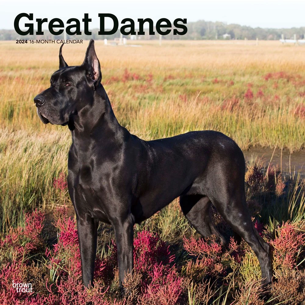 Great Danes 2024 Wall Calendar 3 Great Danes 2024 Wall Calendar
