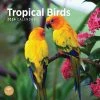 Tropical Birds 2024 Wall Calendar -Calendars Sales Store 8aa2abad ad2e 421f bff1 284a75cf8dbd