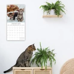 Cats And Kittens 2024 Wall Calendar -Calendars Sales Store 8adae851 51f7 4fb7 8548 9aa4195eb81f
