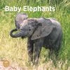 Baby Elephants 2024 Wall Calendar -Calendars Sales Store 8ae72ec5 2df6 45db a7e2 707b1d2ef1de