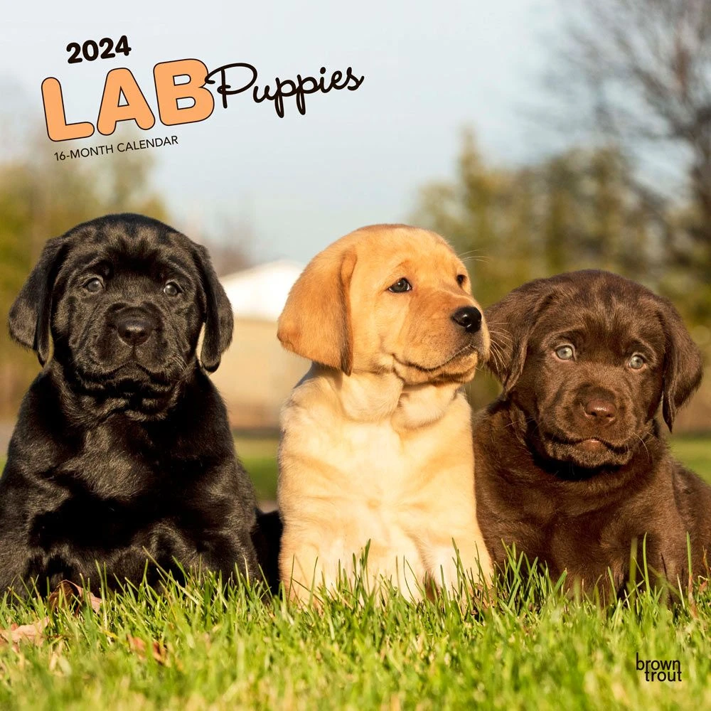Lab Retriever Puppies 2024 Wall Calendar 3 Lab Retriever Puppies 2024 Wall Calendar