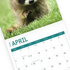 Baby Raccoons 2024 Wall Calendar -Calendars Sales Store 8d990d05 c959 4c75 972b a92abf9a1783
