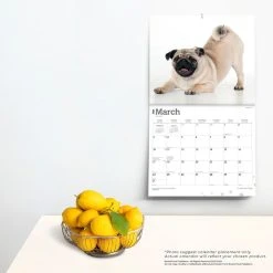 Pugs Deluxe 2024 Wall Calendar -Calendars Sales Store 8e580249 1f98 427b b22f ccf57ab48f39